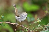 Tasmanian Thornbillborder=